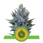 Preisvergleich Northern Lights Samen Autoflower
