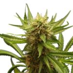 Preisvergleich Northern Lights Samen feminisiert