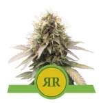 Preisvergleich – Runtz Samen Autoflower