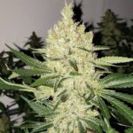 Preisvergleich Super Lemon Haze Samen Autoflower