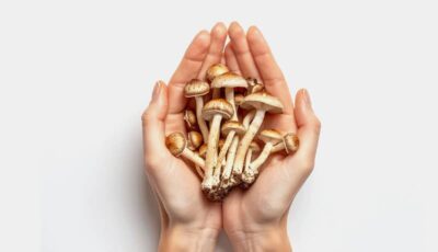 Psilocybinhaltige Pilze Leitfaden