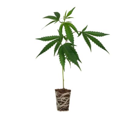 Silver Haze Steckling Cali Strain - Cannaconda