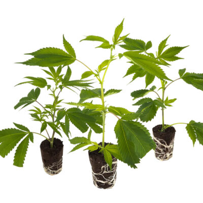 Super-High Stecklinge 3er-Set - Hanfgarten