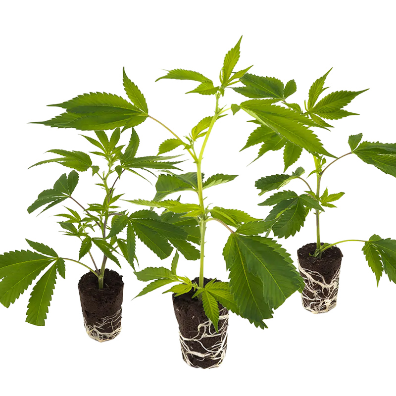 Super-High Stecklinge 3er-Set - Hanfgarten