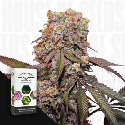 Auto Candy Bubatz XL - House of Seeds