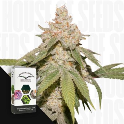 Auto SFV OG - House of Seeds