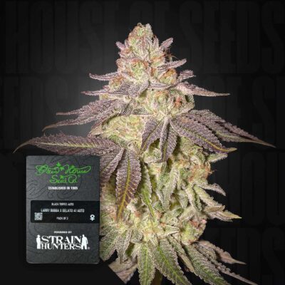 Black Toffee Auto - House of Seeds