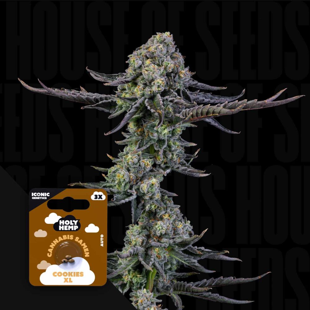 Cookies XL - House of Seeds