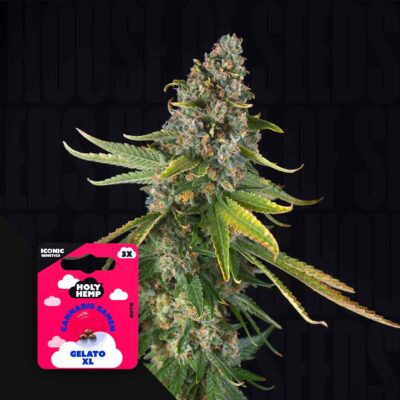 Gelato XL - House of Seeds