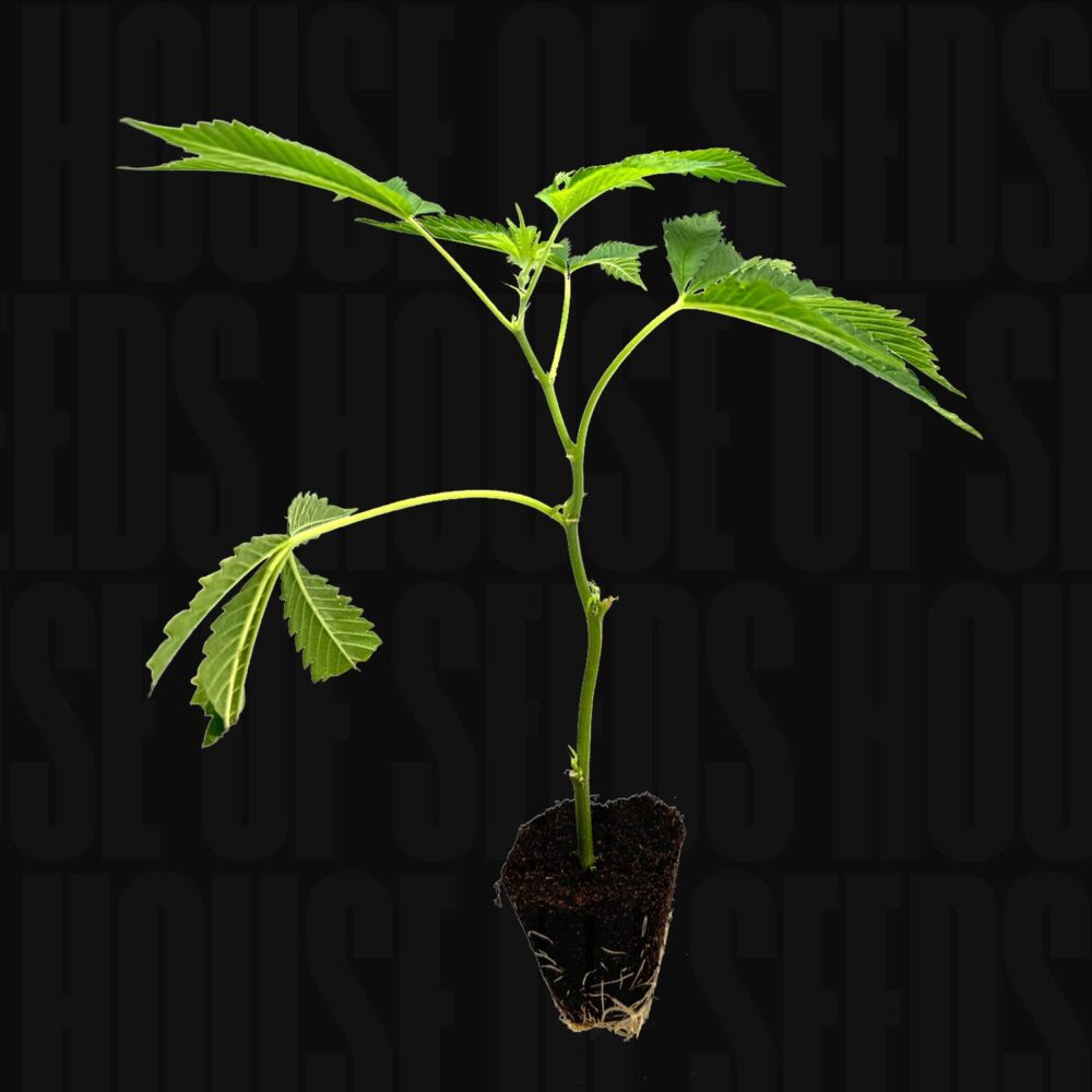 Girl Scout Cookies - House of Seeds