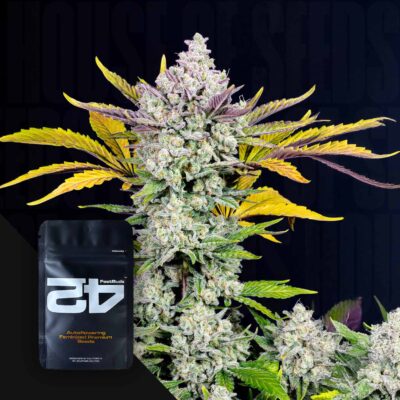 Gorilla Cookies Auto - House of Seeds