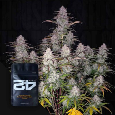 Green Crack Auto - House of Seeds