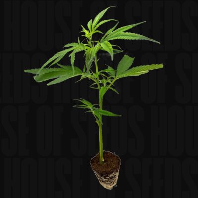 Mandarin Cookies R1 V2 - House of Seeds
