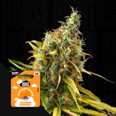 Orange Sherbet - House of Seeds