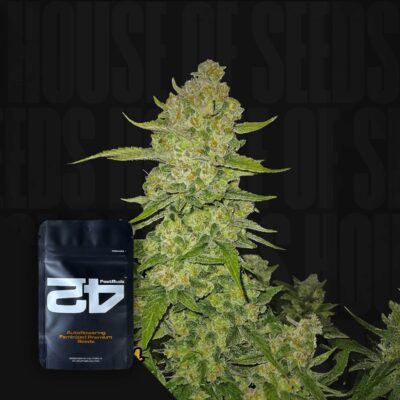 Papaya Cookies Auto - House of Seeds