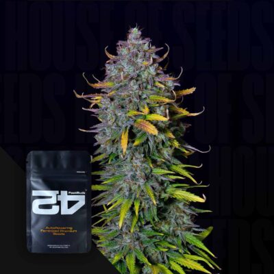 Pineapple Express Auto - House of Seeds