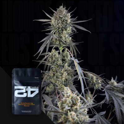 Pound Cake Auto - House of Seeds