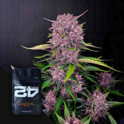 Purple Lemonade Auto - House of Seeds