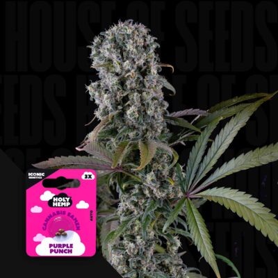 Purple Punch - House of Seeds