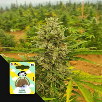 Sour Diesel - House of Seeds