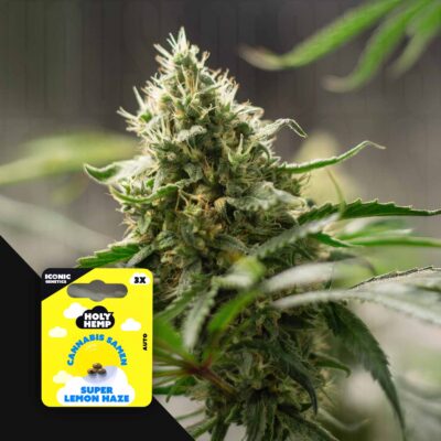 Super Lemon Haze - House of Seeds