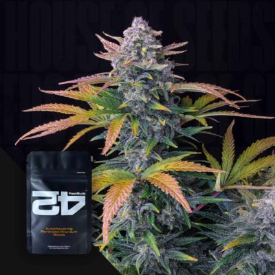 Tropicana Cookies Auto - House of Seeds