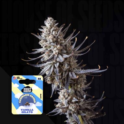 Vanilla Gelato - House of Seeds